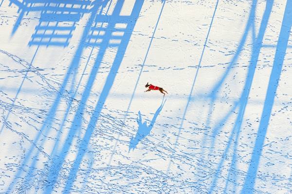 Photograph Mitchell Funk Dog Run on One Eyeland